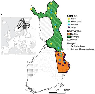 Long-term dietary shifts in a generalist predator, the wolverine (Gulo gulo)
